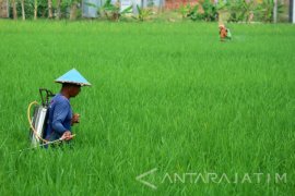 Ribuan Hektare Tanaman Padi di Bojonegoro terserang Wereng