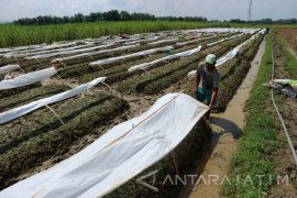 Areal Tanaman Tembakau di Bojonegoro 65 Hektare