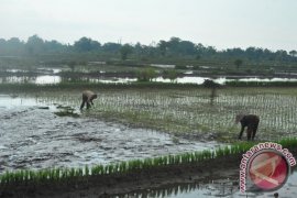 Kelompok tani OKU dapat bantuan bibit padi