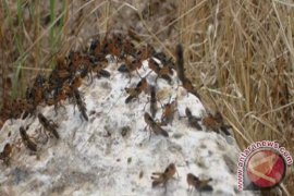 Satu Ton Pestisida Basmi Hama Belalang