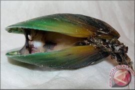 Mahasiswa IPB Racik Krim Pembalut Luka Dari Nano Kolagen Kerang Hijau