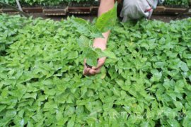 Bibit Cabai Terserang Embun Upas