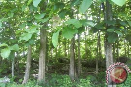 Village institutions in Tabalong manage forests