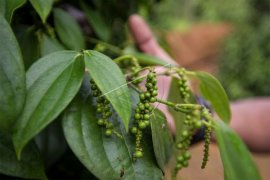 Harga lada anjlok, petani Sambas mengeluh