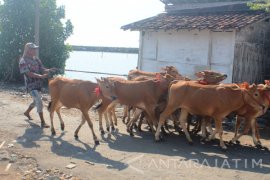 Pengiriman Sapi Madura ke Probolinggo Meningkat Jelang Lebaran