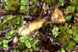 Pencemaran Sungai Cempaga Kotim Harus Diusut Tuntas