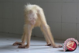 BOS: Orang Utan Bisa Punah