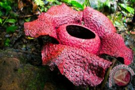 Wah, Pengunjung Kecewa Bunga Langka Rafflesia Dilapisi Cat