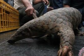 JPU Sebut Vonis Lima Bulan Untuk Penyelundup Trenggiling Terlalu Rendah