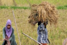 Padi Jenis Baru Kabupaten Pelalawan Mulai Dilirik Masyarakat