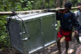 Pemkab Kuansing Targetkan Pengembangan Sejumlah Kawasan Hutan Lindung
