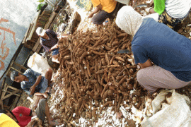 Gula Cair Kulit Singkong Antarkan Mahasiswa IPB Juara I Ajang Kewirausahaan 
