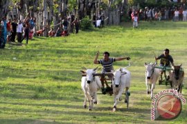 Warga Kabupaten Gorontalo Lestarikan Karapan Roda Sapi