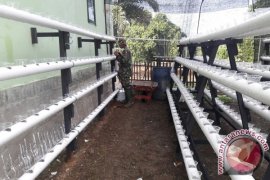 Kodim Nagan Raya budidaya tanaman hidroponik