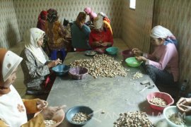 Kepiting Rajungan di Probolinggo Dipasok dari  Bima