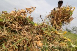 Kementan target produksi 1 juta ton kedelai cukupi kebutuhan nasional