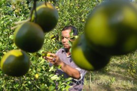 Harga Jeruk Turun