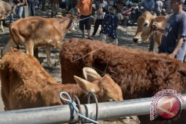 HARGA SAPI NAIK MENJELANG HARI RAYA IDUL ADHA Page 1 Small