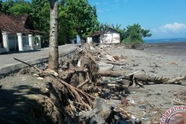 Warga Terancam Abrasi Berharap Bantuan Pohon Cemara