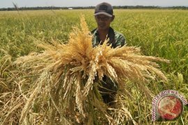 746 hektare tanaman padi di Aceh Utara alami puso karena banjir