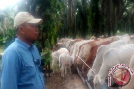 Grup Astra Agro Lestari Memasok 100 Sapi Potong Per Minggu