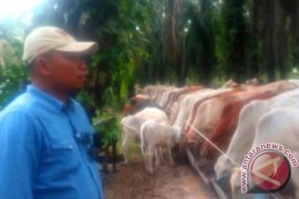 Artikel - Integrasi Sawit-Sapi Tumbuhkan Inovasi, Apa Saja?