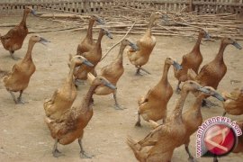 Peternak Itik Petelur Binjai Kebanjiran Order 