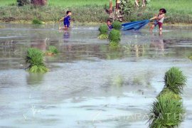 Larangan Tanaman Padi pada MT III  Pengaruhi Produksi di Bojonegoro