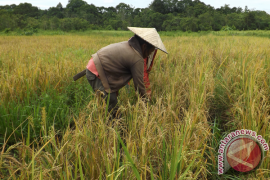 KWT setya jaya panen perdana teknologi hazton
