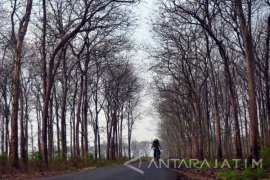 Pemkab Bojonegoro Minta Jajarannya Waspadai Ancaman Kebakaran Hutan