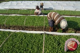 Komite Kretek minta pemerintah perhatikan petani tembakau