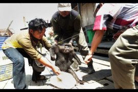 Warga Serahkan Kera Hitam