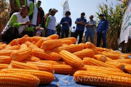 Mosanto Dorong Petani Jagung Terapkan Teknologi Terkini