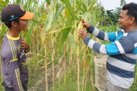 Dari  Tidak Tahu Pola Tanam Sampai Panen 1,2 Ton