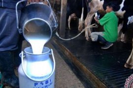 Hati-hati, Anak-Anak Lebih Rentan Terkena Alergi Susu Sapi