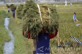 Panen Padi Tulungagung