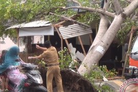 Pohon Roboh Timpa Rumah Di Jembrana