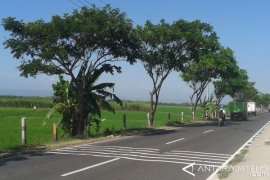 Pohon trembesi paling tinggi menyerap Co2