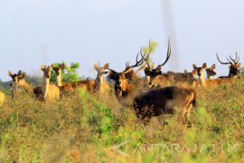 Musim Kawin Rusa Timor