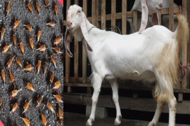 Jajanan pasar berupa Jangkrik dan Ulat dijual di Spanyol