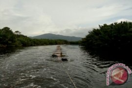 Ratusan Batang Belian Diamankan