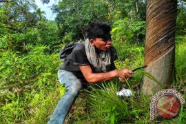Penderes Enggan Menyadap
