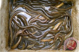 Pakar IPB Teliti Keragaman Genetik Belut Sawah Asal Jawa Barat