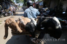 Harga Kambing Merangkak Naik
