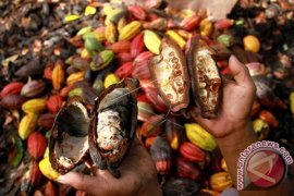 Kakao Petani Mamuju Terserang Hama 