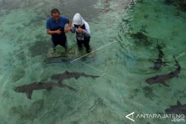 WISATA PENANGKARAN HIU