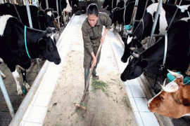 Peneliti IPB Bantu Peternak Sapi Perah Pangalengan Melalui Program CSR IPS 