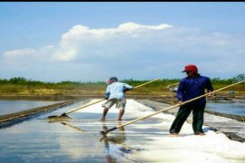 Masih Rendahnya Harga Garam Krosok di Probolinggo Rp1.000/Kg