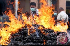 Forkopimda Singkil musnahkan 60 kilogram ganja
