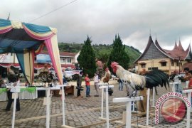 Solok Lombakan 'Ayam Kukuak Balenggek' untuk Melindungi dari Kepunahan